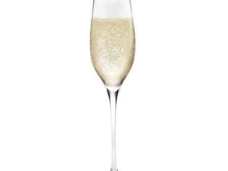 Cabernet Champagne Glass - Set of 6 For Sale